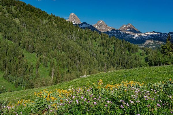 Garber, Howie 아티스트의 USA-Wyoming-Geranium and arrowleaf balsamroot wildflowers in meadow west side of Teton Mountains-su작품입니다.